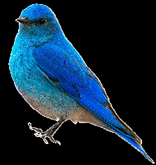 Bluebird